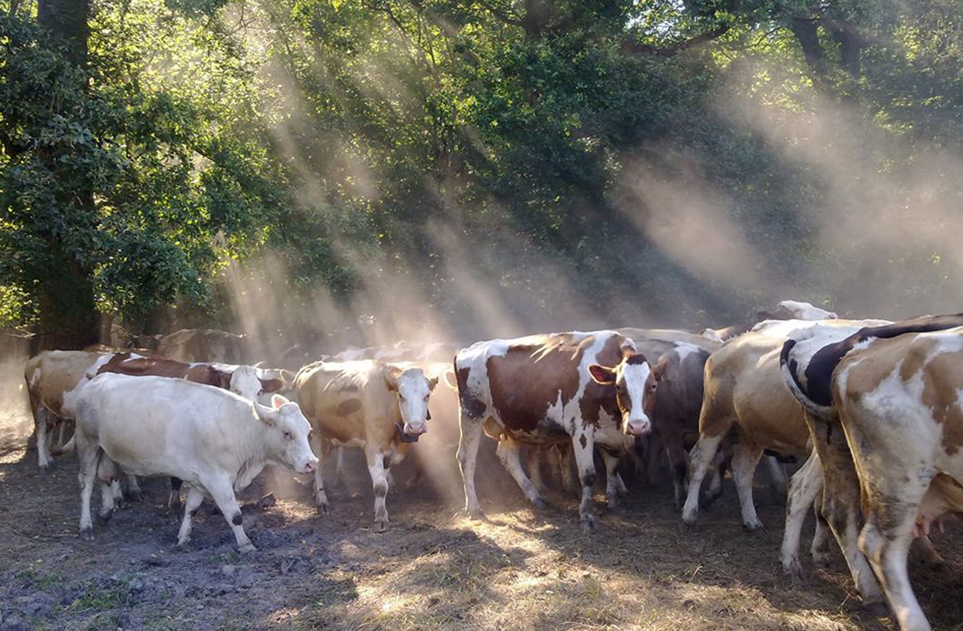 Agroderby